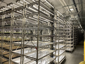 Various metal racks in a large indoor vertical farm, equipped with trays and lit by overhead LED lights.